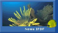 News IFDF